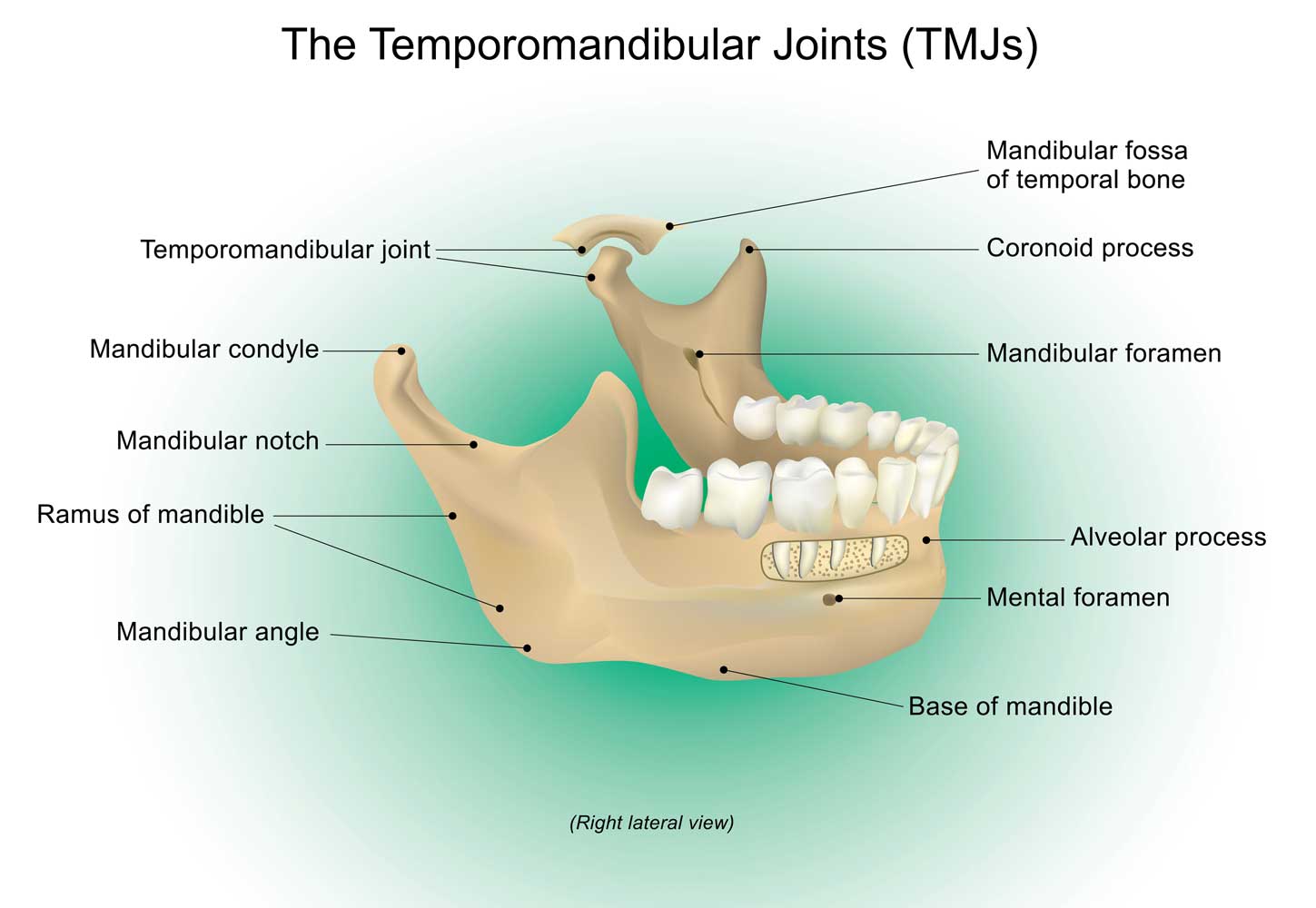 Lower Jaw Neck Diagrams Grmine